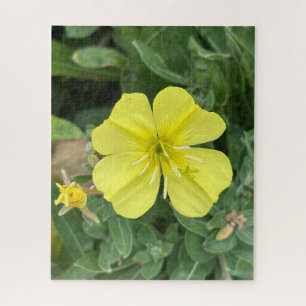 Puzzle Onagre jaune de plage, Oakland