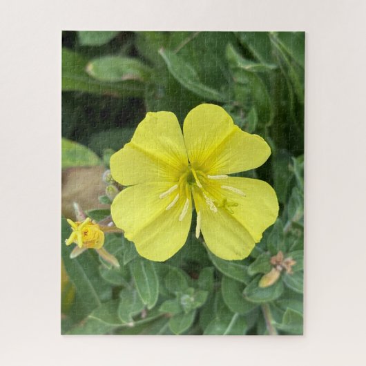 Puzzle Onagre jaune de plage, Oakland (Vertical)