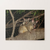 Puzzle Opossums de Brushtail (Horizontal)