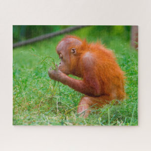 Puzzle Orang-outans.