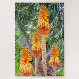 Puzzle Orange Tall Hot Poker Flowers,