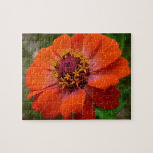 Puzzle Orange Zinnia Fleur sauvage Nature Florale (Horizontal)