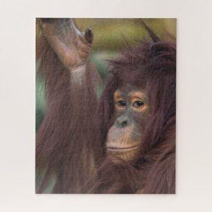 Puzzle Orangoutan Kayan