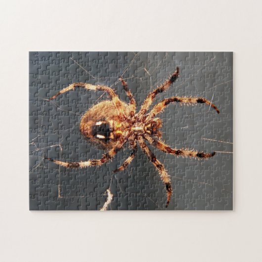 Puzzle Orb Weaver Spider (Horizontal)