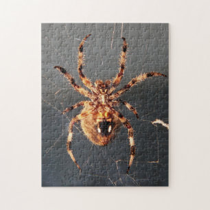Puzzle Orb Weaver Spider