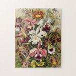 Puzzle Orchidées, Orchidée Denusblumen Ernst Haeckel<br><div class="desc">Orchidées,  Orchidée Denusblumen Ernst Haeckel de Kunstformen der Natur (1904) Carte postale. Joli Vintage Belle illustration colorée marron rouge foncé rose marron blanc fleurs</div>