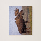 Puzzle orignal, Alces alces, taureau aux gros bois (Vertical)