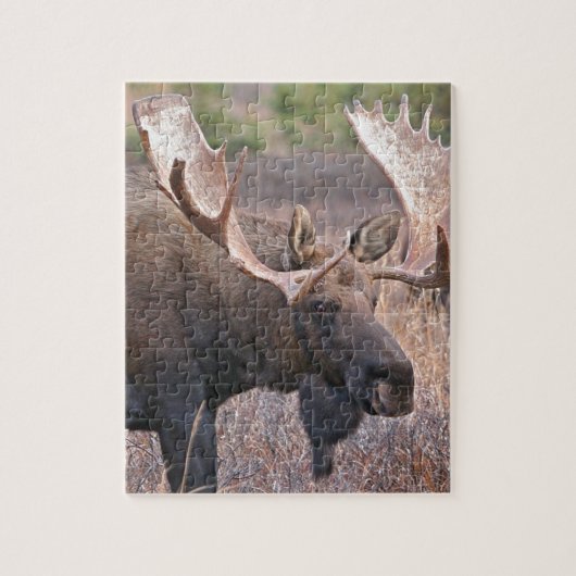 Puzzle Orignaux d'Alaska (Vertical)