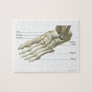 Puzzle Os du pied 15