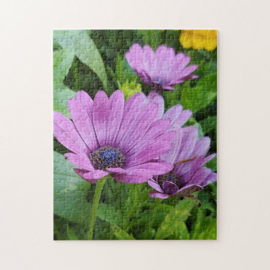 Puzzle Osteospermum (Vertical)