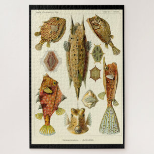 Puzzle "Ostraciontes" d'Ernst Haeckel