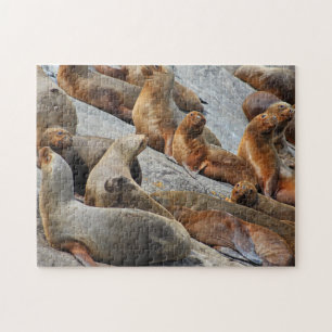 Puzzle Otaries en Patagonie, Chili