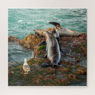 Puzzle Otaries sur une côte rocheuse – Art de la faune cô