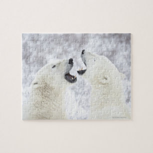 Puzzle Ours blancs jouant dans la neige
