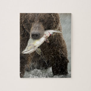 Puzzle Ours brun, ou Grizzly côtier, Ursus