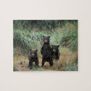 Puzzle ours brun, Ursus arctos, grizzly, Ursus 7