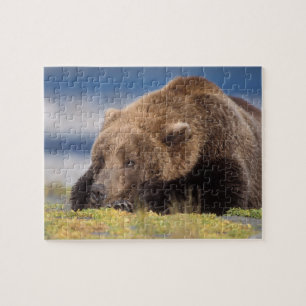 Puzzle ours brun, Ursus arctos, grizzly, Ursus 8
