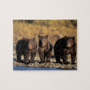 Puzzle Ours grizzly, ours brun, oursons, Katmai National