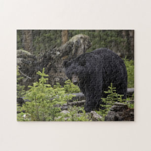 Puzzle Ours noir dans la forêt