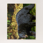 Puzzle Ours noir sauvage. (Vertical)