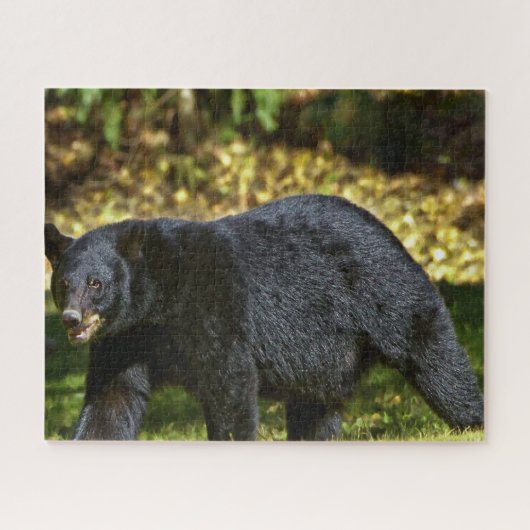 Puzzle Ours noir sauvage. (Horizontal)