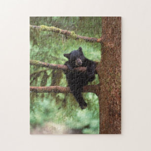 Puzzle ours noir, Ursus americanus, ourson dans un arbre