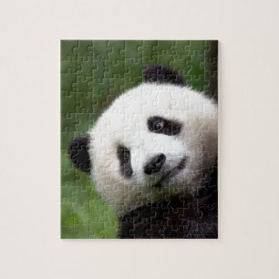 Puzzle Ours panda CUB