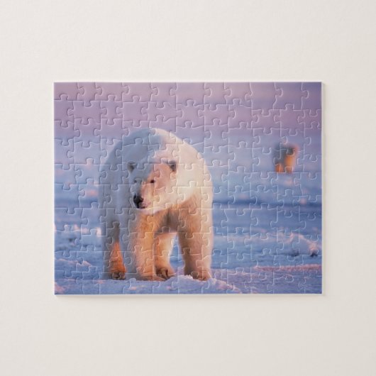 Puzzle ours polaire, Ursus maritimus (Horizontal)