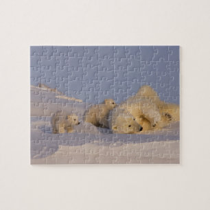 Puzzle ours polaire, Ursus maritimus, femelle jouant