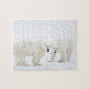 Puzzle Ours polaires debout sur la neige après avoir joué
