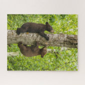 Puzzle Oursons de l'ours noir grimpant à l'arbre (Horizontal)
