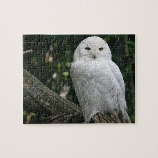 Puzzle Owl (Horizontal)