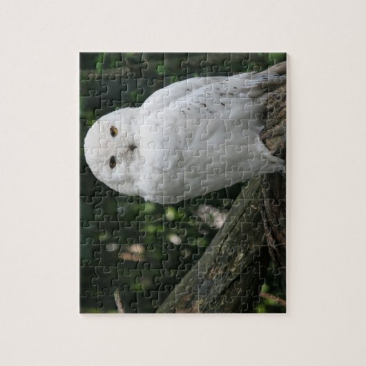 Puzzle Owl (Vertical)