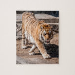 Puzzle Pacage du tigre<br><div class="desc">Belle photographie de tigre parfaite pour un puzzle</div>
