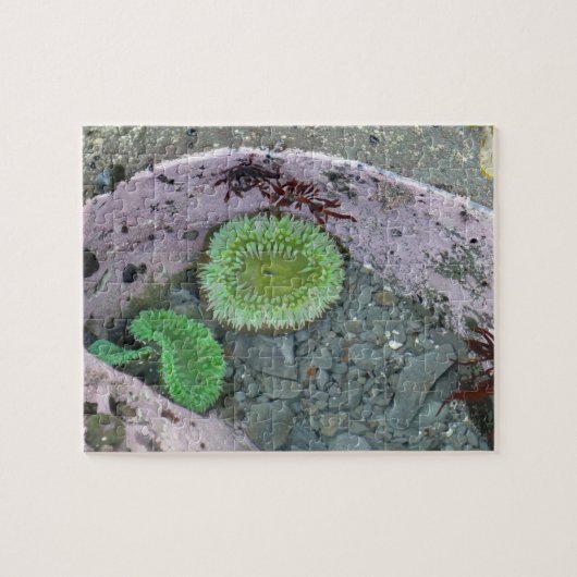 Puzzle Pacific Northwest Tidepool with Green Anenomes (Horizontal)