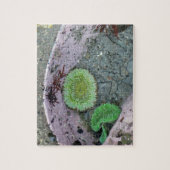 Puzzle Pacific Northwest Tidepool with Green Anenomes (Vertical)