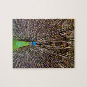 Puzzle Pacock (Horizontal)