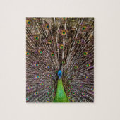 Puzzle Pacock (Vertical)