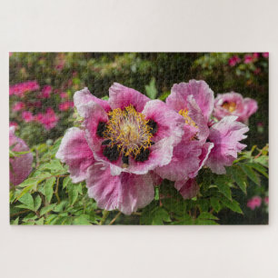 Puzzle Paeonia rockii ssp Atava pivoine de Rock