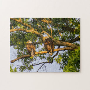 Puzzle Paire d'aigle à tête blanche 