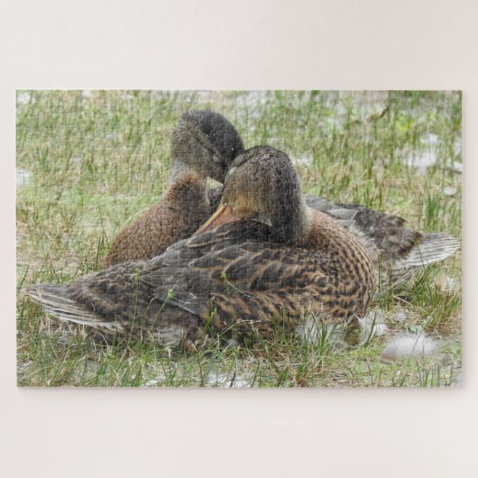Puzzle Paire de Canards Canoodling - Amour et affection (Horizontal)