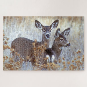 Puzzle Paire de cerfs de Mule sauvage   Californie