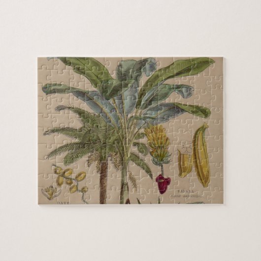 Puzzle Palm Antique Fruit Tropical Art Botanique (Horizontal)
