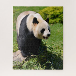 Puzzle Panda géant debout sur une pierre