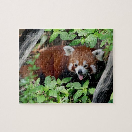 Puzzle Panda rouge tatillon (Horizontal)
