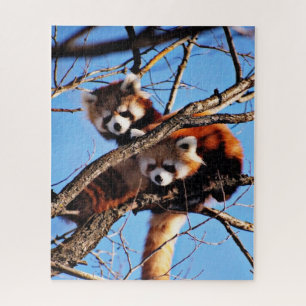 Puzzle pandas rouges