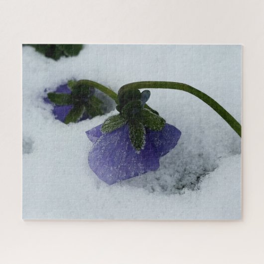 Puzzle Pansy violet sur la neige (Horizontal)