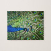 Puzzle Paon criard (Horizontal)