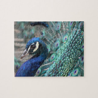 Puzzle Paon fier