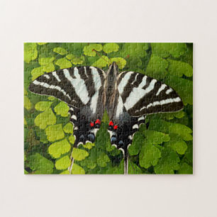 Puzzle Papillon américain porte-queue